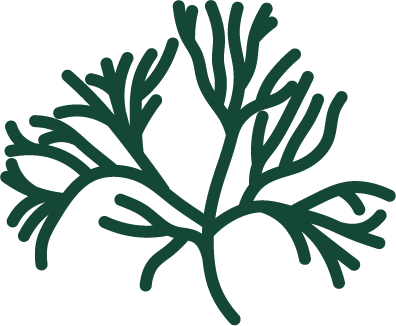 Carragenina