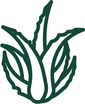 Illustrazione dell’aloe, ingrediente delle formule VOVEES